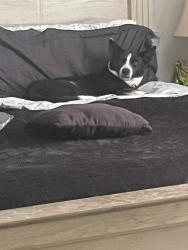 Lost Female Dog last seen Near Sierra Grande Dr, Houston, TX 77083