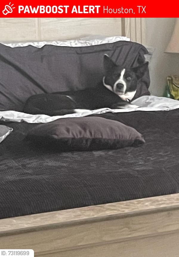 Lost Female Dog last seen Near Sierra Grande Dr, Houston, TX 77083