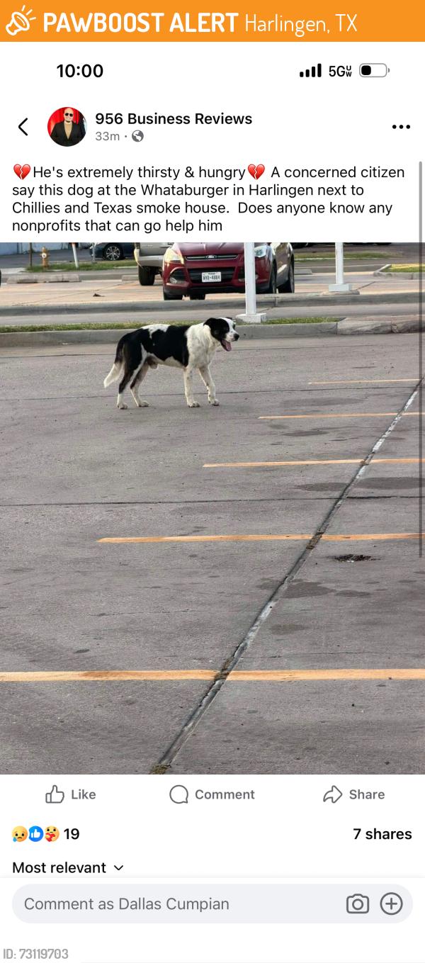 Found/Stray Male Dog last seen Chillis, Harlingen, TX 78550