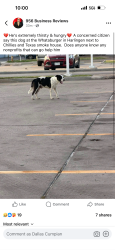 Found/Stray Male Dog last seen Chillis, Harlingen, TX 78550