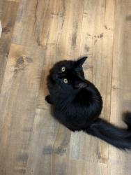Reunited Female Cat last seen Knott and orange, Anaheim, CA 92804