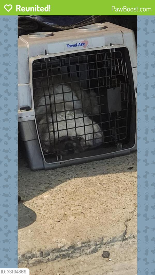 Reunited Male Dog last seen Risingsun and adams, Philadelphia, PA 19124