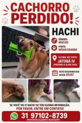 Lost Male Dog last seen Igreja católica/ escola municipal Eloy, Conjunto Jatobá, MG 30664-680
