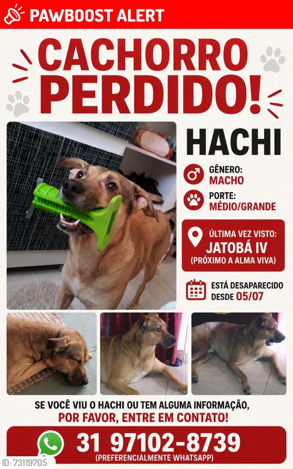 Lost Male Dog last seen Igreja católica/ escola municipal Eloy, Conjunto Jatobá, MG 30664-680