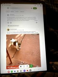Lost Male Dog last seen Palm ave, Hialeah, FL 33012