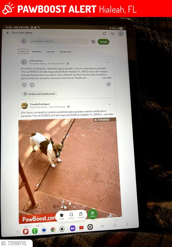 Lost Male Dog last seen Palm ave, Hialeah, FL 33012