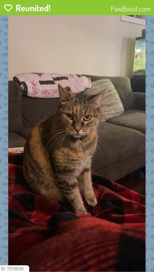 Reunited Female Cat last seen Near SW Autumnview St, Portland, OR 97224