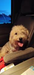 Found/Stray Unknown Dog last seen Britton RD moriarty NM, Moriarty, NM 87035