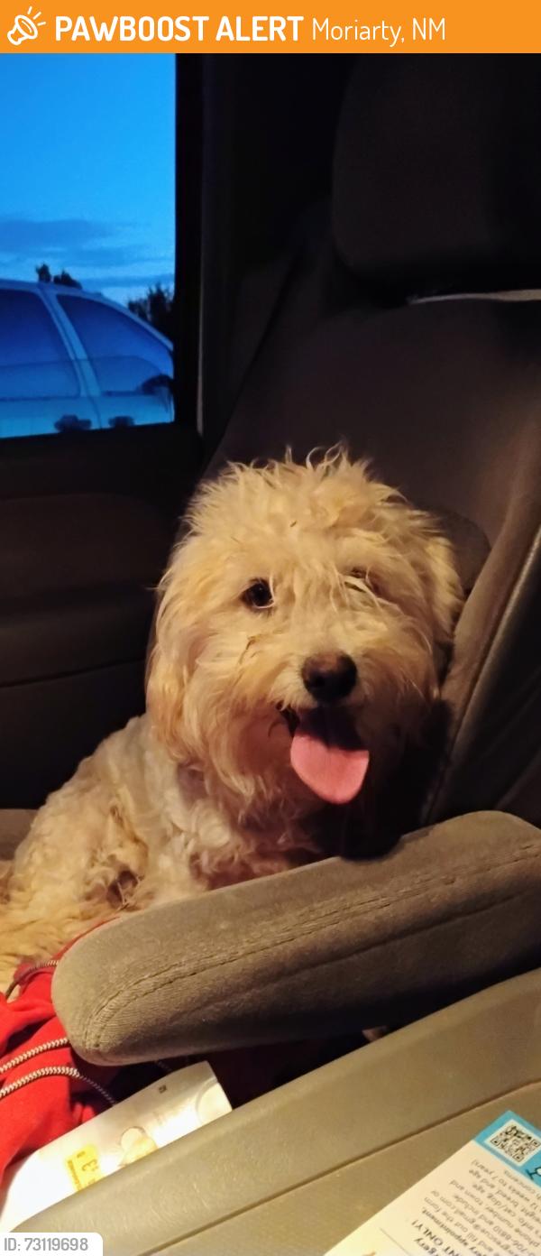 Found/Stray Unknown Dog last seen Britton RD moriarty NM, Moriarty, NM 87035