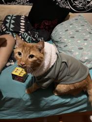 Lost Male Cat last seen Near vine st Liverpool ny 13088, Liverpool, NY 13088