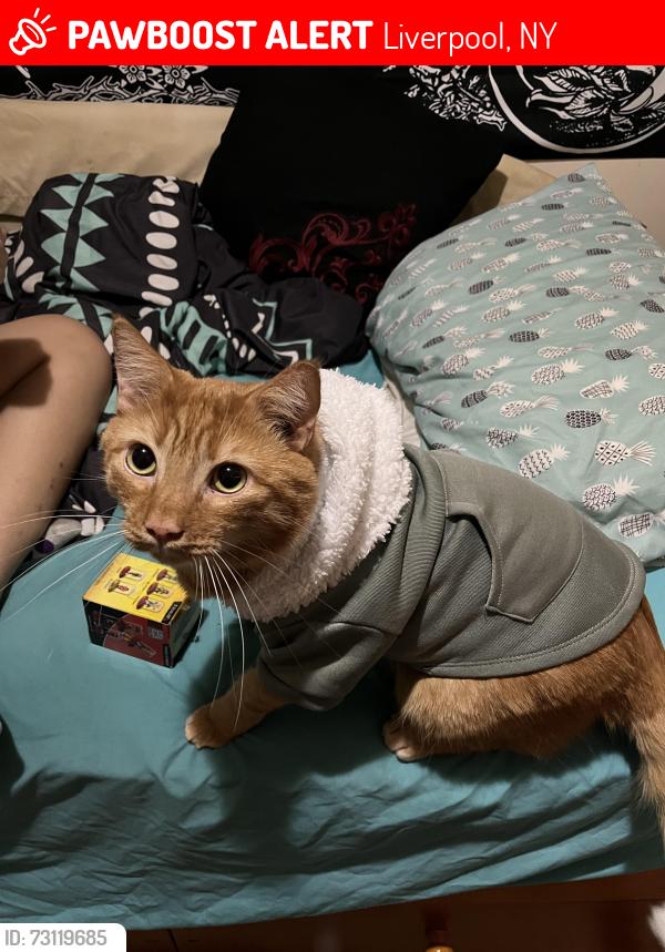 Lost Male Cat last seen Near vine st Liverpool ny 13088, Liverpool, NY 13088