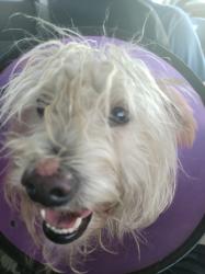 Lost Male Dog last seen 4th Street, Ontario, CA 91762