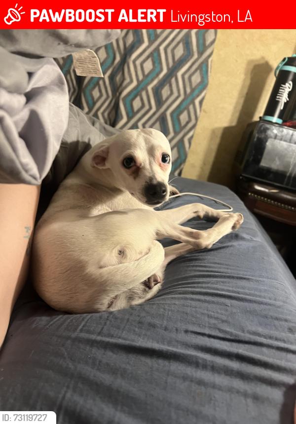 Lost Female Dog last seen Near Buck Watts Rd., Satsuma, LA, Livingston, LA 70754