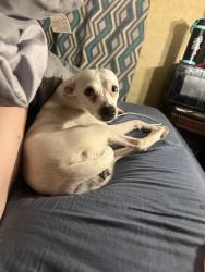 Lost Female Dog last seen Near Buck Watts Rd., Satsuma, LA, Livingston, LA 70754