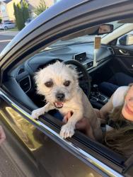Reunited Female Dog last seen W11th, Eugene, OR 97402