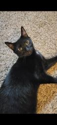 Reunited Female Cat last seen Near Sycamore St, Franklin, OH 45005, USA, Franklin, OH 45005