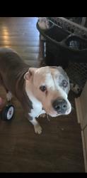 Reunited Male Dog last seen Near E 79th Pl, Tulsa, OK 74133, USA, Tulsa, OK 74133