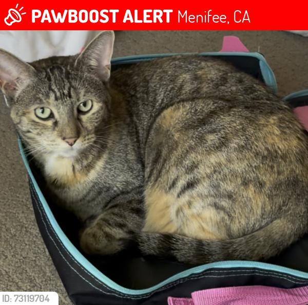 Lost Female Cat last seen Ethanac and chandler, Menifee, CA 92586