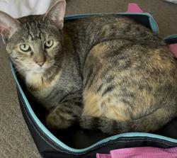 Lost Female Cat last seen Ethanac and chandler, Menifee, CA 92586
