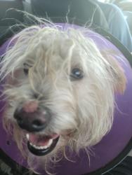 Lost Male Dog last seen Near n san antonio ave, Ontario, CA 91762
