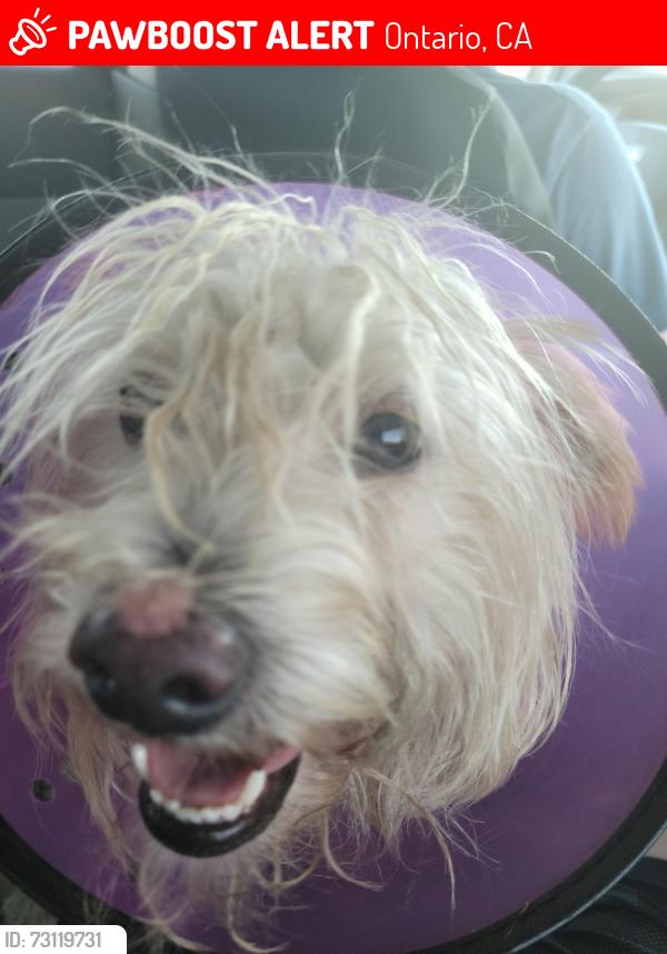 Lost Male Dog last seen Near n san antonio ave, Ontario, CA 91762