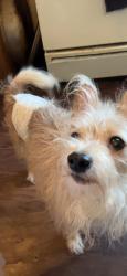 Lost Male Dog last seen city college, New York, NY 10031