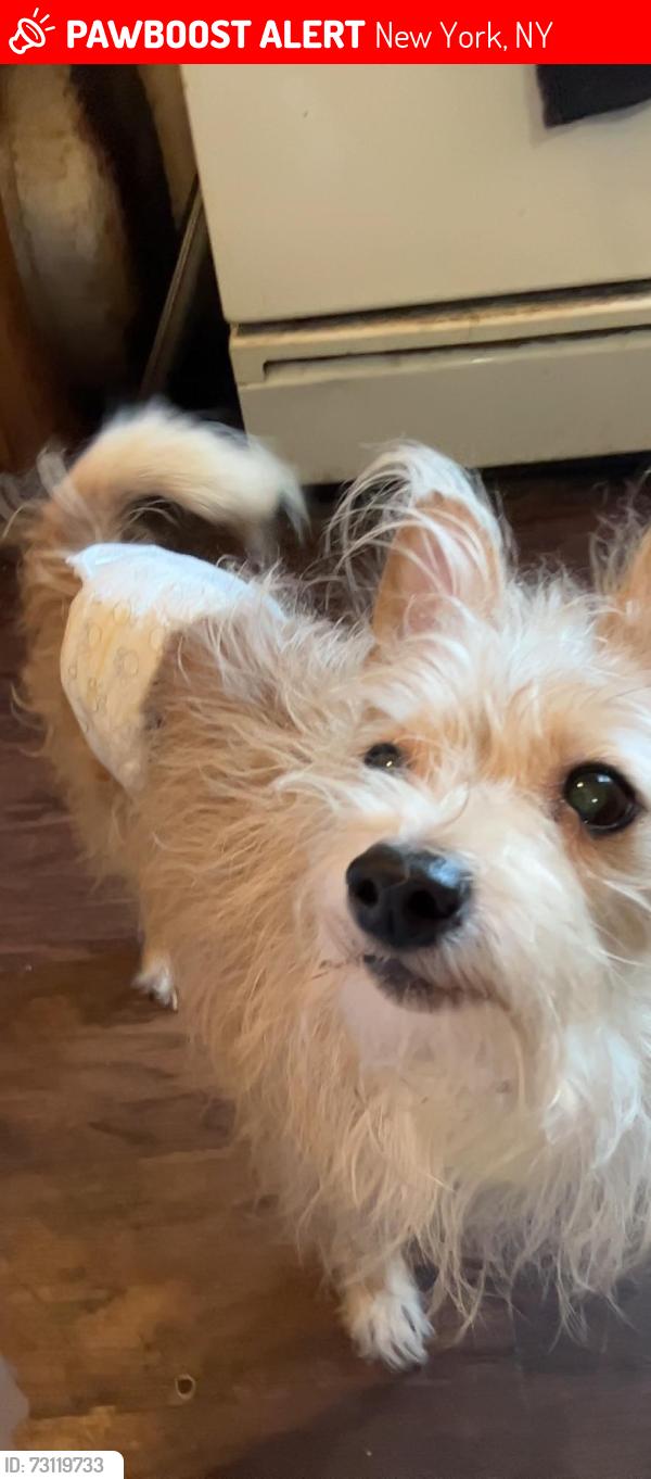 Lost Male Dog last seen city college, New York, NY 10031