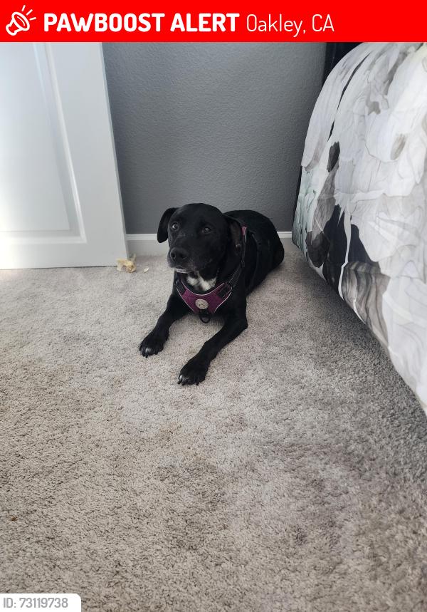 Lost Female Dog last seen Delaney Park, Oakley, CA 94561