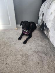 Lost Female Dog last seen Delaney Park, Oakley, CA 94561