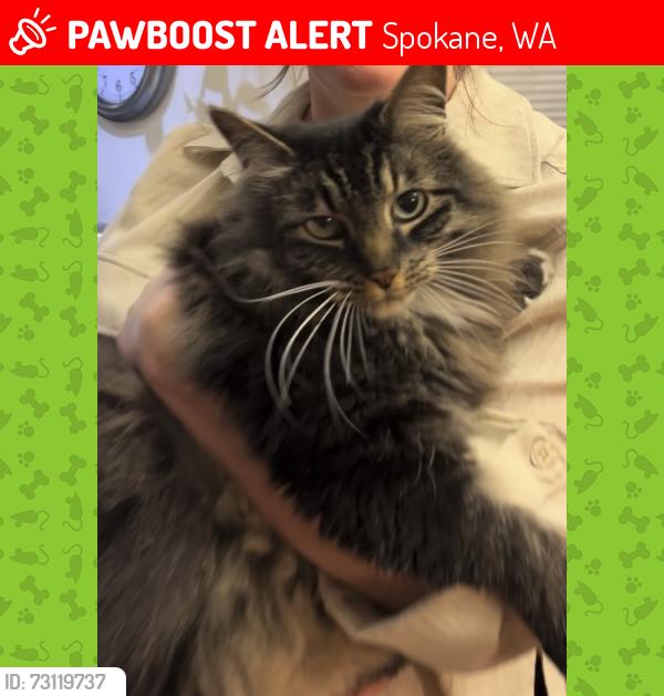 Lost Male Cat last seen Rockwood and Pittsburg St, Spokane, WA 99203