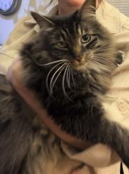 Lost Male Cat last seen Rockwood and Pittsburg St, Spokane, WA 99203