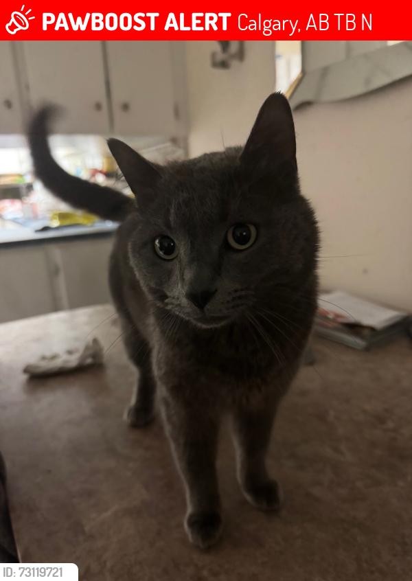 Lost Male Cat last seen Between Hubalta Road and Dover Ridge Drive., Calgary, AB T2B 2N6