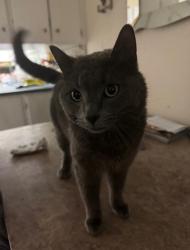 Lost Male Cat last seen Between Hubalta Road and Dover Ridge Drive., Calgary, AB T2B 2N6