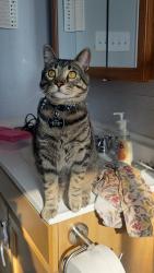 Lost Male Cat last seen Woodruff and 16th, Idaho Falls, ID 83404