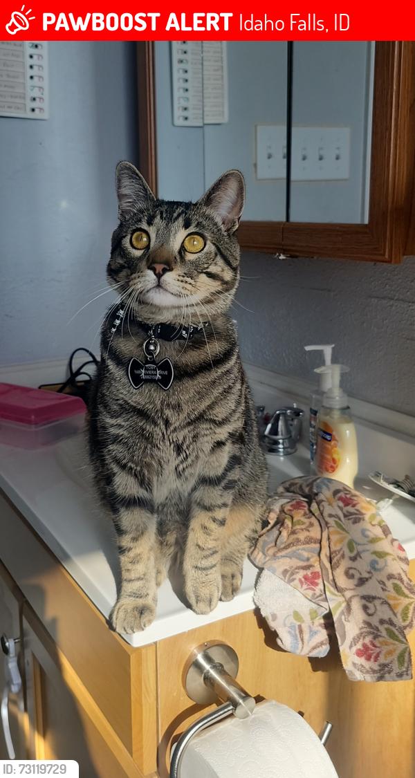 Lost Male Cat last seen Woodruff and 16th, Idaho Falls, ID 83404