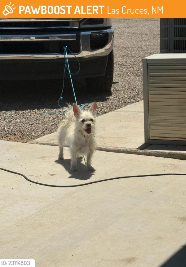 Found/Stray Female Dog last seen Dona Ana & Taylor, Las Cruces, NM 88007
