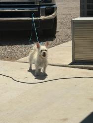 Found/Stray Female Dog last seen Dona Ana & Taylor, Las Cruces, NM 88007