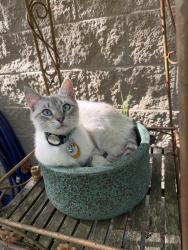 Lost Male Cat last seen Chumuckla hwy, Santa Rosa County, FL 32571