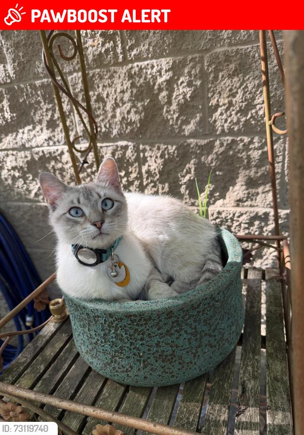 Lost Male Cat last seen Chumuckla hwy, Santa Rosa County, FL 32571