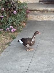 Found/Stray Unknown Bird last seen E santa clara and alum rock, San Jose, CA 95116
