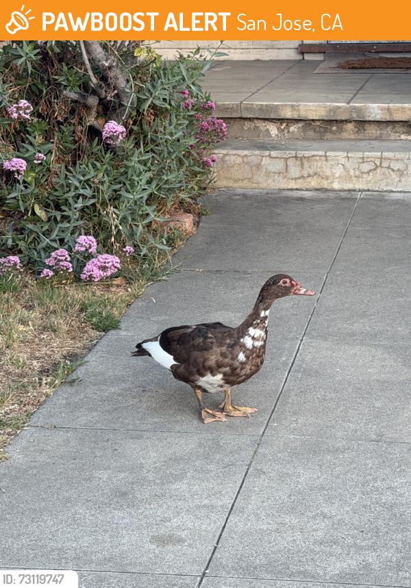 Found/Stray Unknown Bird last seen E santa clara and alum rock, San Jose, CA 95116