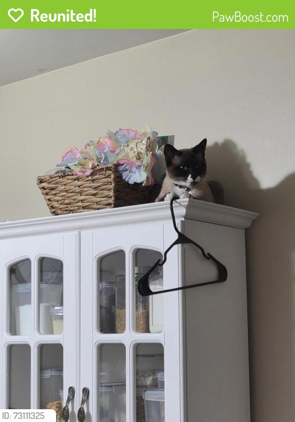 Reunited Male Cat last seen Near harvey, Berwyn, IL 60402