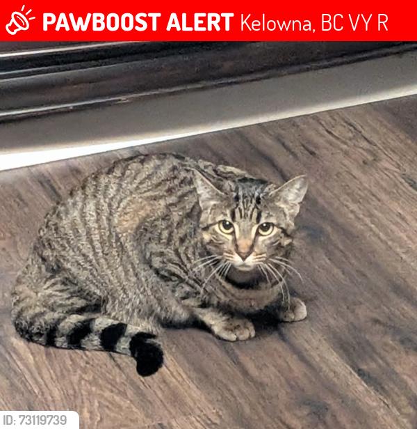 Deceased Female Cat last seen By apple bowl, Kelowna, BC V1Y 6R6
