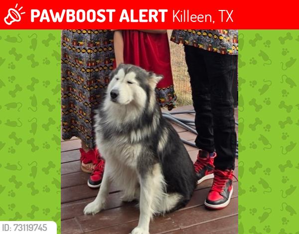Lost Male Dog last seen Bobby bs, Killeen, TX 76543