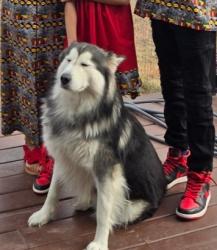 Lost Male Dog last seen Bobby bs, Killeen, TX 76543