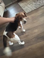 Found/Stray Male Dog last seen Arlington, Arlington, TX 76002