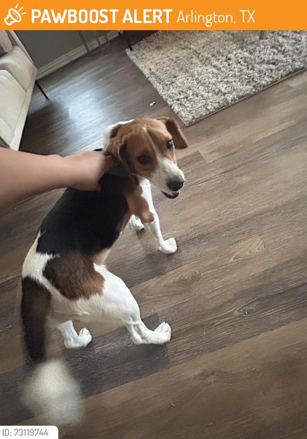 Found/Stray Male Dog last seen Arlington, Arlington, TX 76002