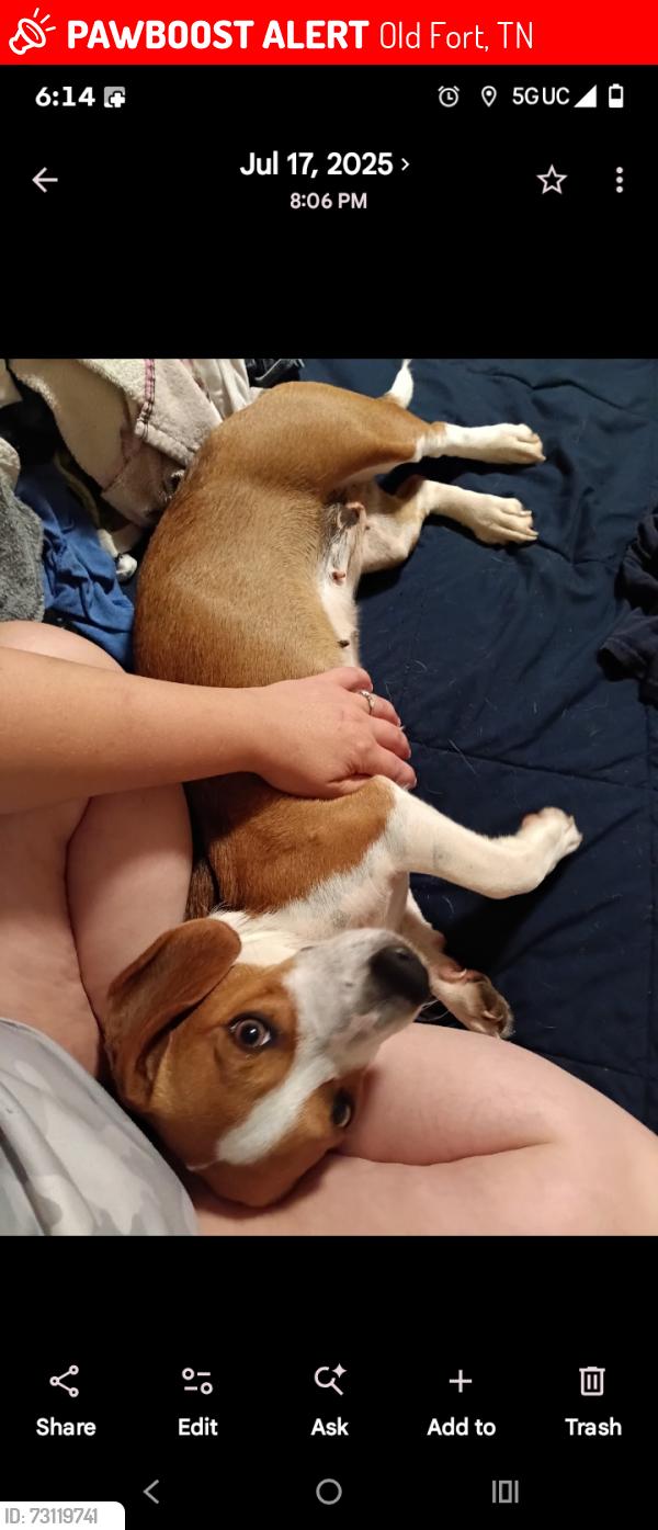 Lost Female Dog last seen On Bradley county and Polk county line, Old Fort, TN 37362