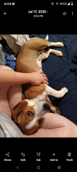 Lost Female Dog last seen On Bradley county and Polk county line, Old Fort, TN 37362