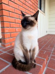 Lost Female Cat last seen Near, Fremont, CA 94539